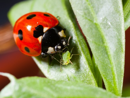 coccinelle Hortitech.jpg